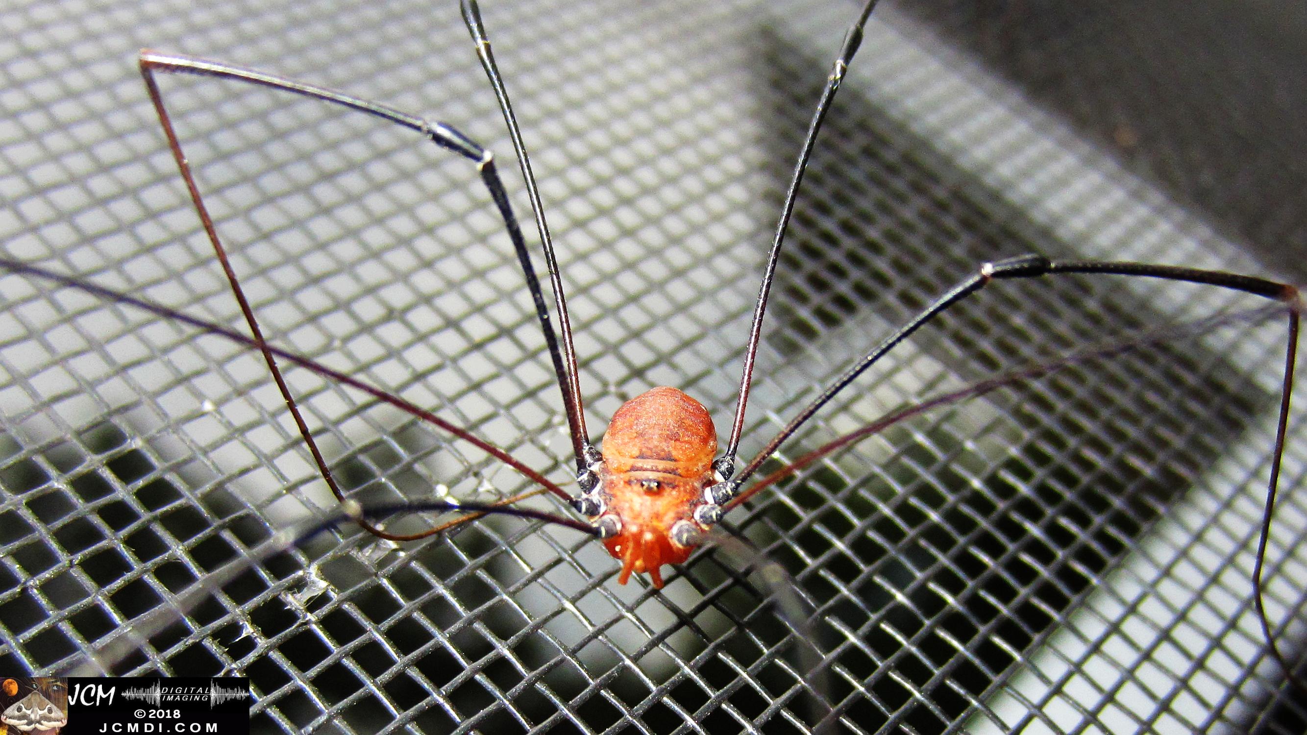 A Daddy Longlegs Spider (Harvestman) in TN